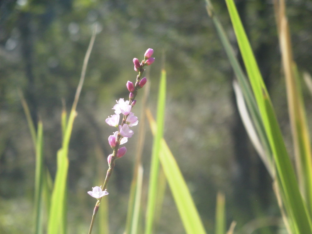 箱根湿生花園を開きます。